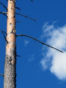 Collision with tree