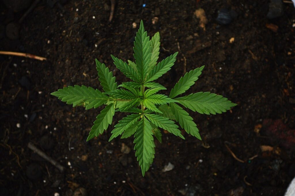 a marijuana plant in the ground